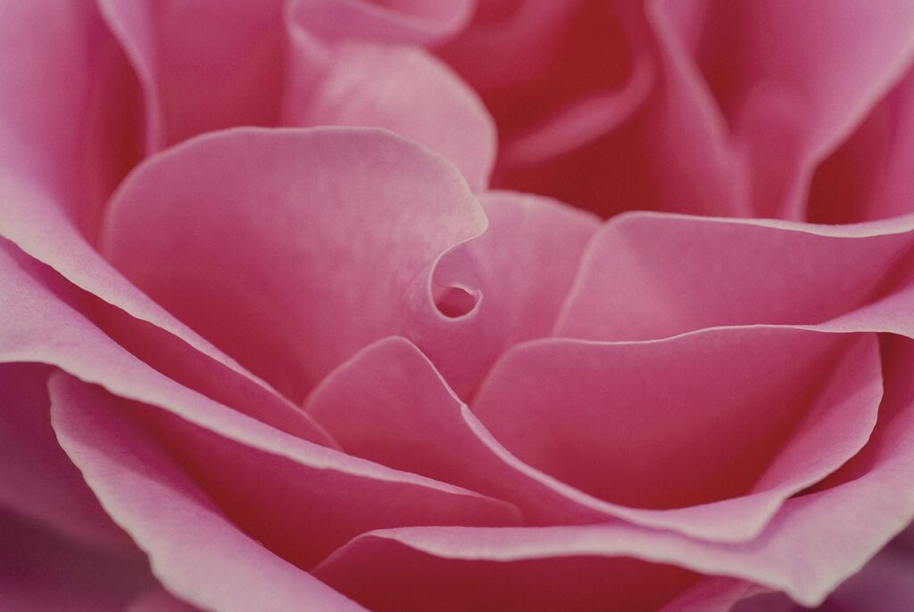 Macro d’une pétale de rose, symbolisant les huiles végétales naturelles utilisées par Immersive Expérience en Provence.