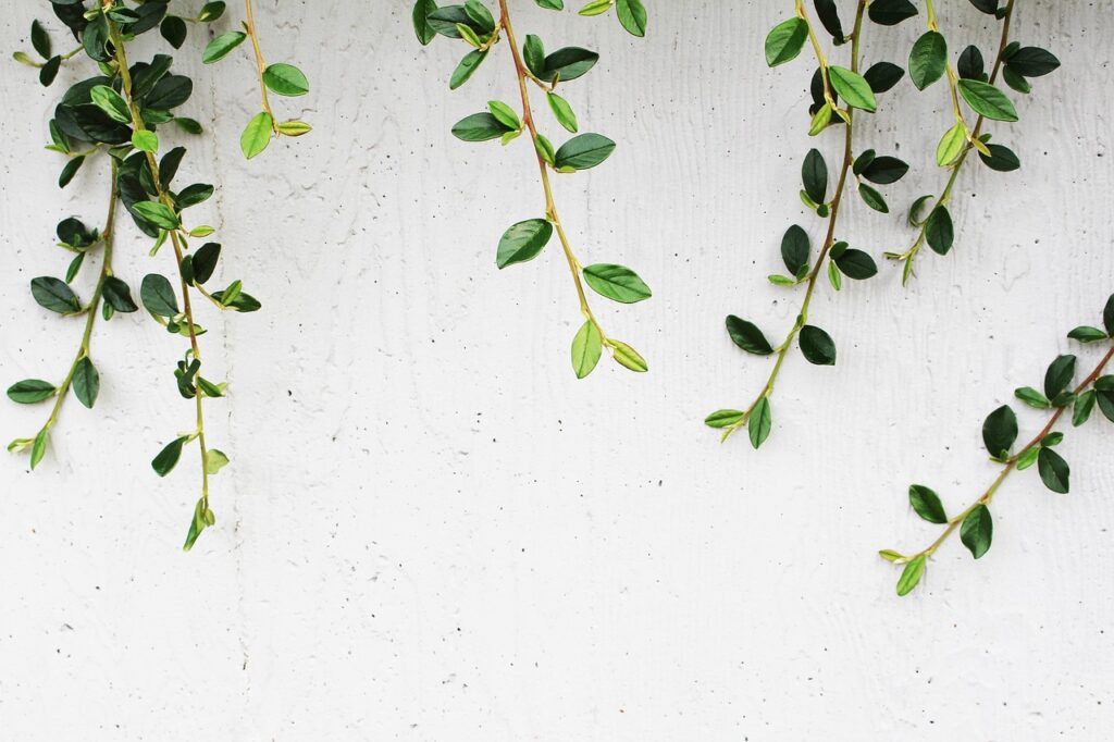 Branche de feuillage vert sur fond clair, représentant les produits naturels utilisés par Immersive Expérience en Provence.