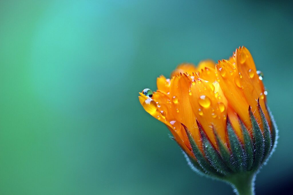 Bouton de fleur orangée avec gouttes de rosée, symbolisant les huiles essentielles naturelles utilisées par Immersive Expérience en Provence.