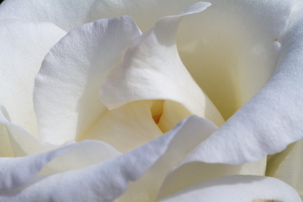 Fleur de rose blanche utilisée pour produire l’huile essentielle - Immersive Expérience”